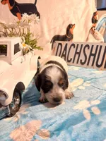 Iceman long hair, a male Miniature Dachshund for sale in Rainbow City, AL – Photo 3 of 9