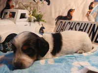 Iceman long hair, a male Miniature Dachshund for sale in Rainbow City, AL – Photo 5 of 9
