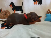 Gunner, a male Miniature Dachshund for sale in Rainbow City, AL – 8 of 10