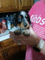 Tilly - long hair, a female Miniature Dachshund for sale in Rainbow City, AL – 5 of 8