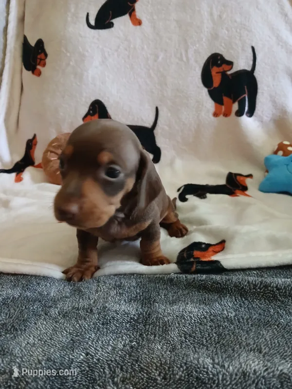 Gage  – Miniature Dachshund puppy for sale in Rainbow City, AL