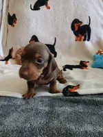 Gage , a male Miniature Dachshund for sale in Rainbow City, AL – 2 of 10