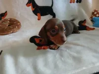 Savage, a male Miniature Dachshund for sale in Rainbow City, AL – 6 of 10