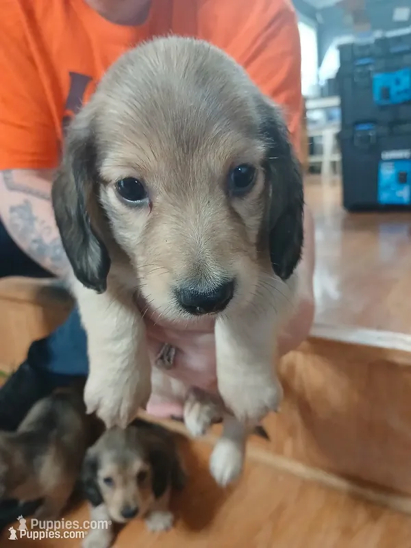 Ellie AKC female – Miniature Dachshund puppy for sale in Rainbow City, AL