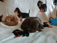 Gage , a male Miniature Dachshund for sale in Rainbow City, AL – 5 of 10