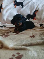 Maverick long hair, a male Miniature Dachshund for sale in Rainbow City, AL – 2 of 10