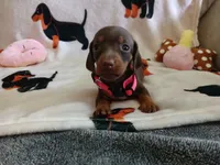 Winnie the Runt, a female Miniature Dachshund for sale in Rainbow City, AL – 3 of 10