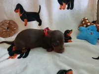 Gunner, a male Miniature Dachshund for sale in Rainbow City, AL – 10 of 10