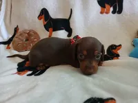 Gunner, a male Miniature Dachshund for sale in Rainbow City, AL – 9 of 10