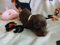 Remy, a female Miniature Dachshund for sale in Rainbow City, AL – 10 of 10