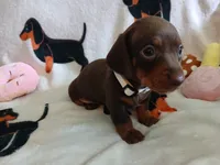Remy, a female Miniature Dachshund for sale in Rainbow City, AL – 8 of 10