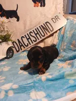 Jackson - Long hair, a male Miniature Dachshund for sale in Rainbow City, AL – 6 of 10