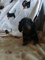 Jackson - Long hair, a male Miniature Dachshund for sale in Rainbow City, AL – 7 of 10