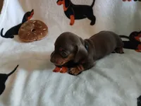 Savage, a male Miniature Dachshund for sale in Rainbow City, AL – 7 of 10