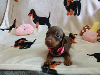 Winnie the Runt, a female Miniature Dachshund for sale in Rainbow City, AL – 10 of 10