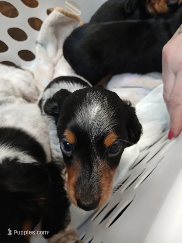 Tilly - long hair – Miniature Dachshund puppy for sale in Rainbow City, AL