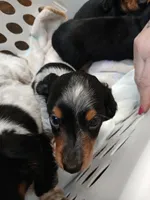 Tilly - long hair, a female Miniature Dachshund for sale in Rainbow City, AL – 1 of 8