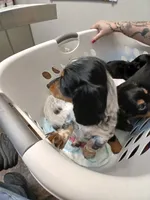 Tilly - long hair, a female Miniature Dachshund for sale in Rainbow City, AL – 6 of 8