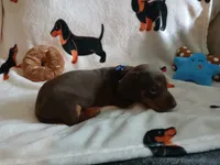 Colt, a male Miniature Dachshund for sale in Rainbow City, AL – 7 of 9