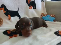 Gunner, a male Miniature Dachshund for sale in Rainbow City, AL – 3 of 10