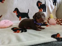 Kimber, a female Miniature Dachshund for sale in Rainbow City, AL – 2 of 10