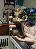 Bonnie, a female Miniature Dachshund for sale in Rainbow City, AL – 3 of 5