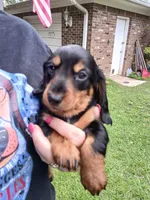 Jackson - Long hair, a male Miniature Dachshund for sale in Rainbow City, AL – 3 of 10