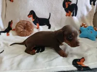 Gage , a male Miniature Dachshund for sale in Rainbow City, AL – 6 of 10