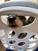 Tilly - long hair, a female Miniature Dachshund for sale in Rainbow City, AL – 3 of 8