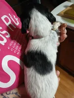 Tilly - long hair, a female Miniature Dachshund for sale in Rainbow City, AL – 2 of 8