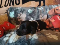 Bean -Small Fry, a male Miniature Dachshund for sale in Rainbow City, AL – Photo 2 of 10