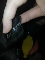 Bean -Small Fry, a male Miniature Dachshund for sale in Rainbow City, AL – Photo 9 of 10