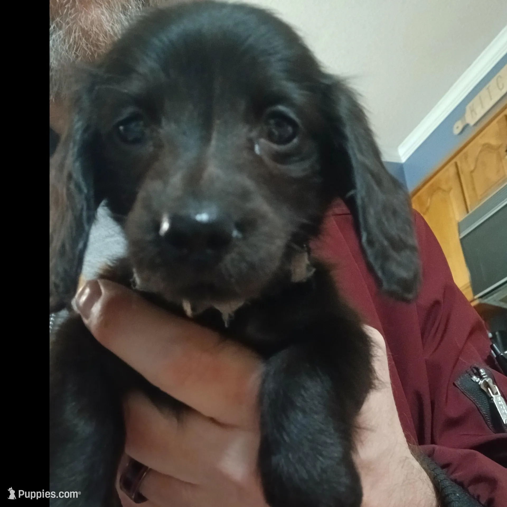Bean -Small Fry, a male Miniature Dachshund for sale in Rainbow City, AL – Photo 10 of 10