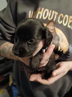 Bean -Small Fry, a male Miniature Dachshund for sale in Rainbow City, AL – Photo 4 of 10