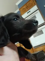 Bean -Small Fry, a male Miniature Dachshund for sale in Rainbow City, AL – Photo 8 of 10