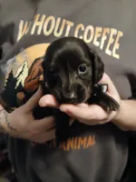 Bean -Small Fry, a male Miniature Dachshund for sale in Rainbow City, AL – Photo 3 of 10