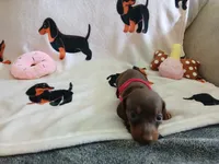 Winnie the Runt, a female Miniature Dachshund for sale in Rainbow City, AL – 8 of 10