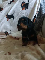 Jackson - Long hair, a male Miniature Dachshund for sale in Rainbow City, AL – 9 of 10