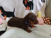 Kimber, a female Miniature Dachshund for sale in Rainbow City, AL – 5 of 10