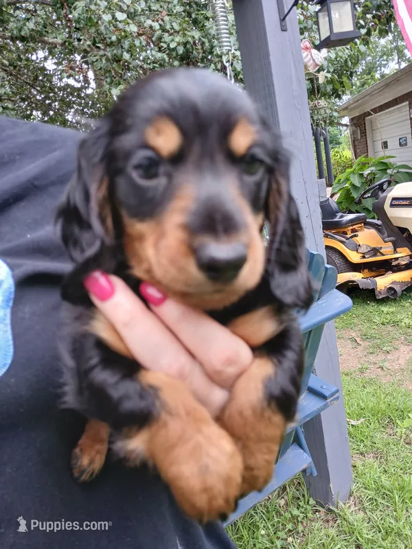 Jackson - Long hair – Miniature Dachshund puppy for sale in Rainbow City, AL