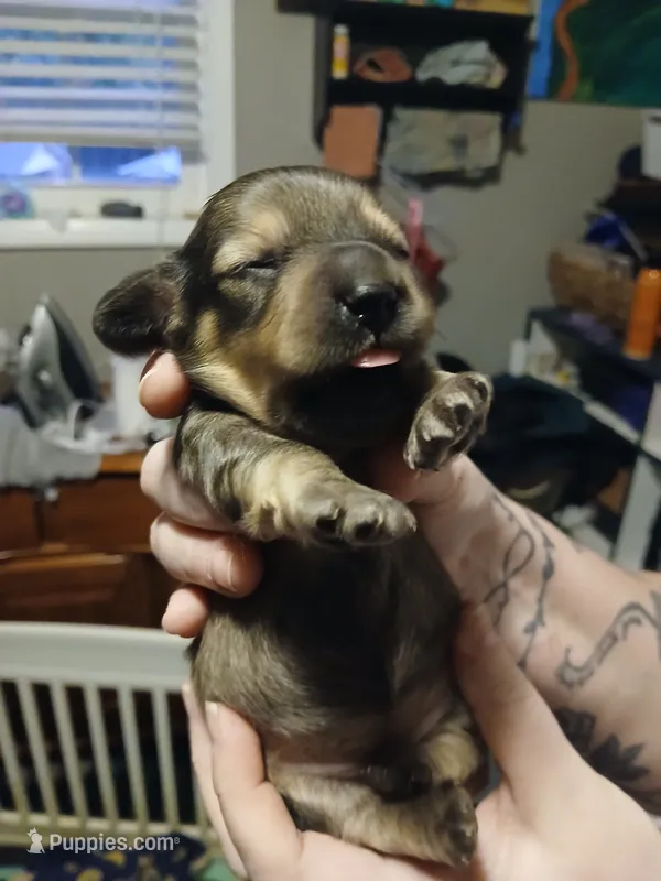 Bonnie – Miniature Dachshund puppy for sale in Rainbow City, AL
