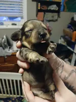 Bonnie, a female Miniature Dachshund for sale in Rainbow City, AL – 1 of 5