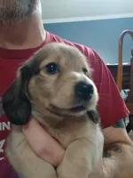Sawyer AKC male, a male Miniature Dachshund for sale in Rainbow City, AL – 9 of 9