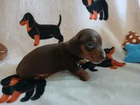 Savage, a male Miniature Dachshund for sale in Rainbow City, AL – 8 of 10