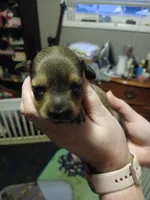 Bonnie, a female Miniature Dachshund for sale in Rainbow City, AL – 5 of 5