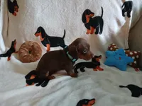 Gage , a male Miniature Dachshund for sale in Rainbow City, AL – 9 of 10