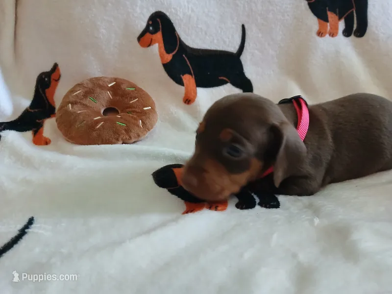 Gunner – Miniature Dachshund puppy for sale in Rainbow City, AL
