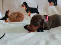 Gunner, a male Miniature Dachshund for sale in Rainbow City, AL – 1 of 10
