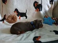 Colt, a male Miniature Dachshund for sale in Rainbow City, AL – 9 of 9