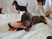 Winnie the Runt, a female Miniature Dachshund for sale in Rainbow City, AL – 7 of 10